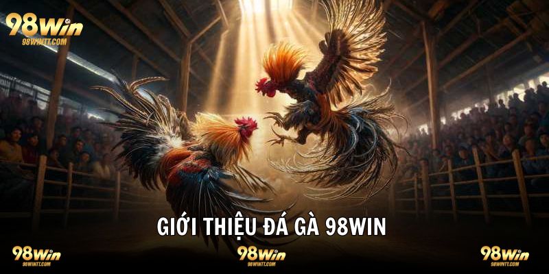 Đá gà 98WIN giới thiệu sảnh chơi chất lượng