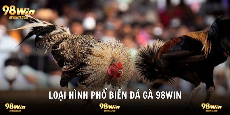 4 loại hình đá gà phổ biến nhất tại 98WIN
