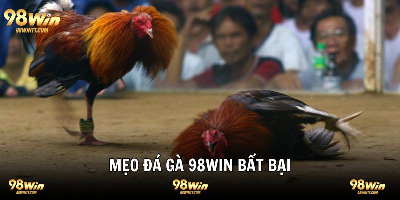 Mẹo chơi đá gà tại 98WIN cần lưu ý